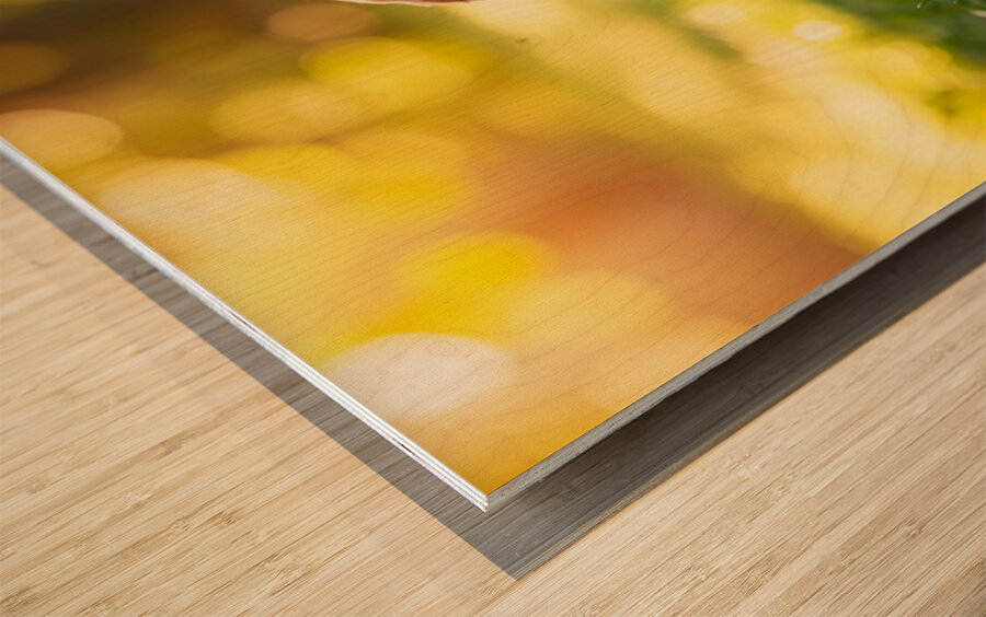 Beagle Puppy Senses Something Strange Behind Him Impression sur bois