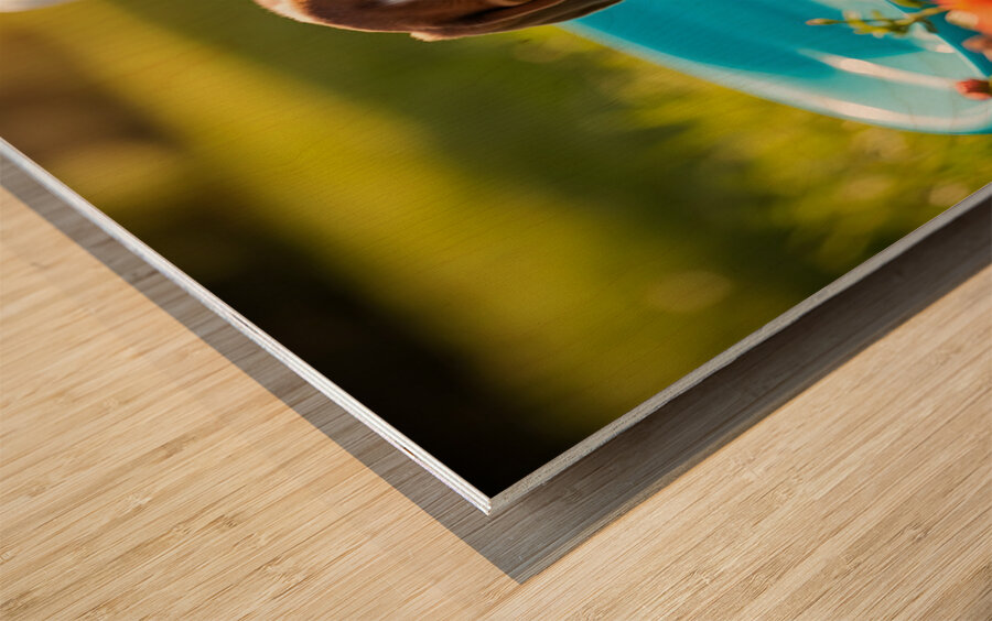 Beagle Puppy Discovers The Kiddie Pool Impression sur bois