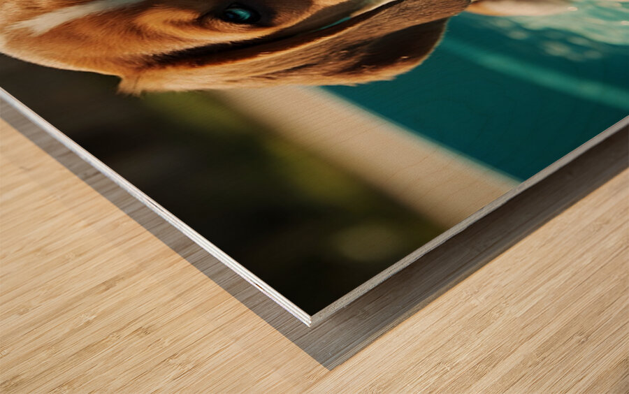 Tired Beagle Puppy Rests In The Kiddie Pool Impression sur bois