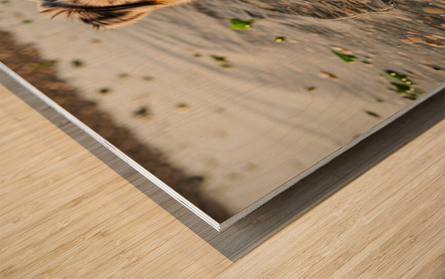 Playful Australian Shepherd Puppy Splashes In Shallow Tide Pool Impression sur bois