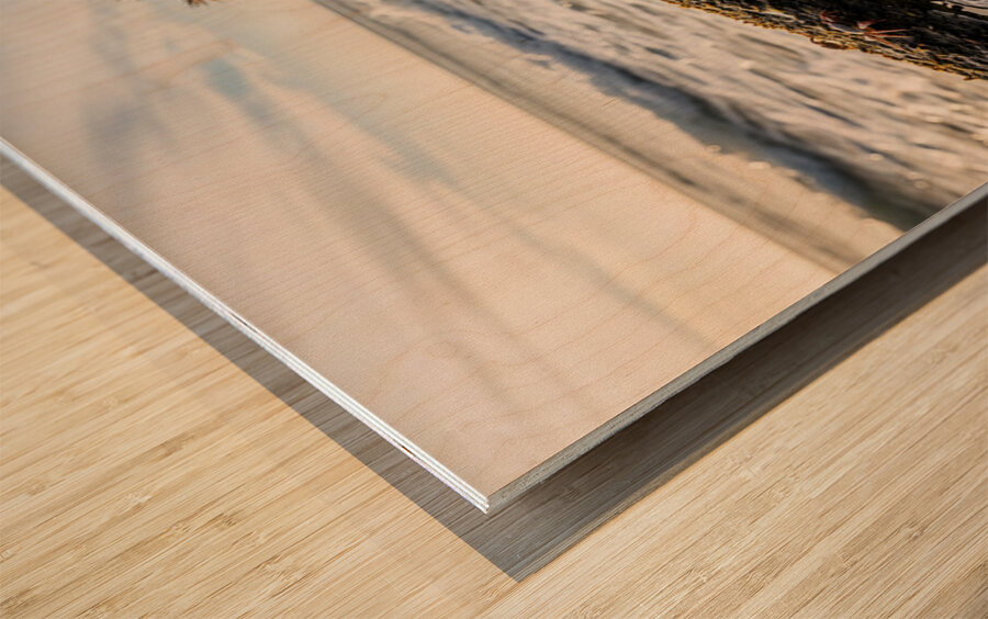 Australian Shepherd Puppy Discovers Tide Pools Impression sur bois