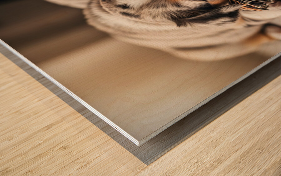 Australian Shepherd Puppy Rests After Playtime Wood print