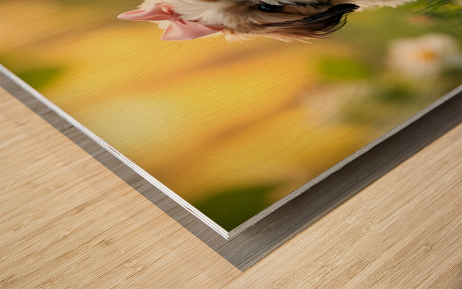 Content Shih Tzu Puppy Watches Butterfly Fly Away Wood print