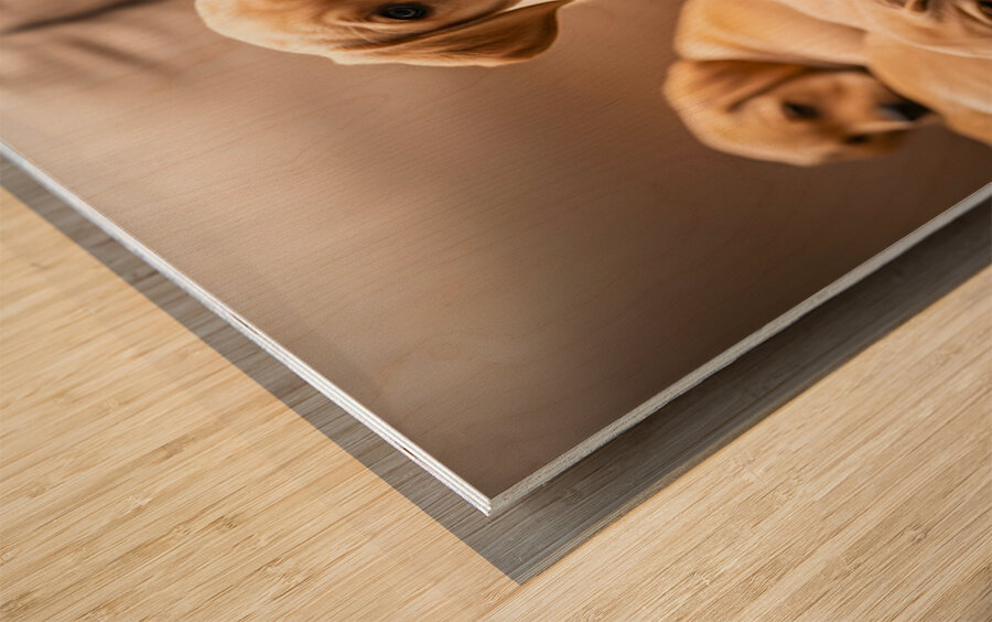 Happy Labrador Retriever Puppy Settles Into Cozy Spot Impression sur bois