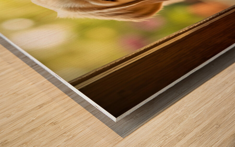 Curious Puppy Discovers Cat Flap Door Impression sur bois