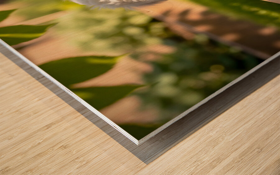 Bichon Frise Puppy Discovers Mysterious Garden Box Impression sur bois