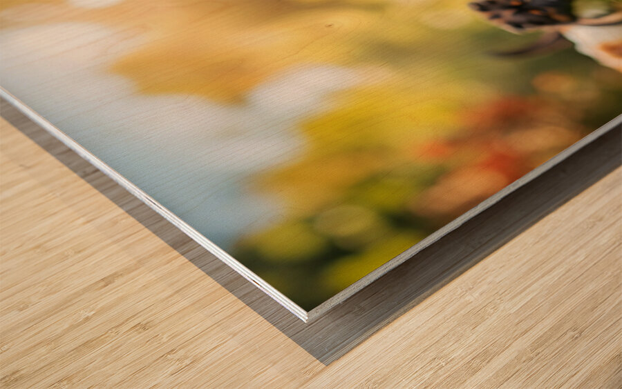 Corgi Puppy Spots Tennis Ball In Garden Impression sur bois