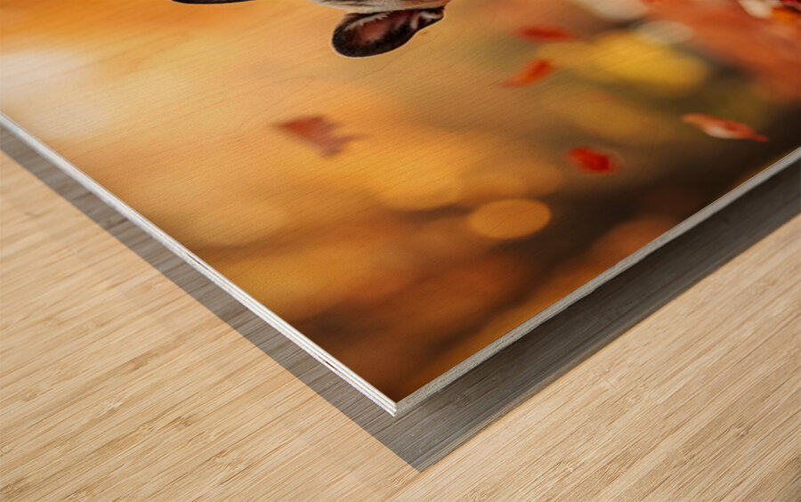 Pug Puppy Discovers Mountain Of Autumn Leaves Wood print