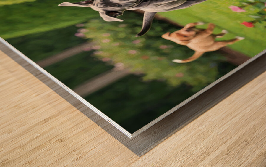 Cane Corso Puppy Spots The Perfect Tennis Ball Wood print