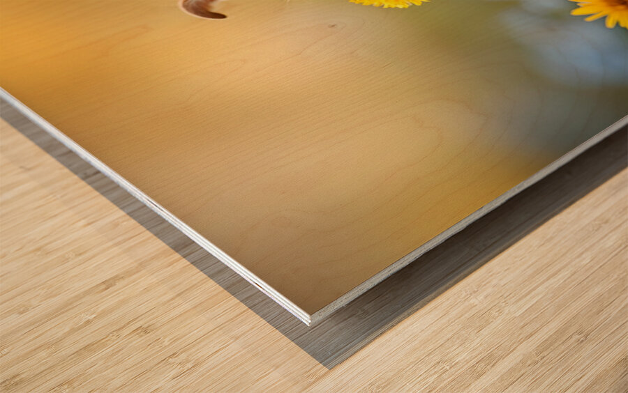 Happy Chihuahua Puppy After Sniffing Dandelion Impression sur bois