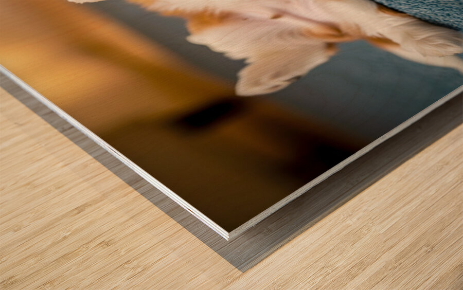 Shih Tzu Puppy Hopes For Belly Rub Time Wood print