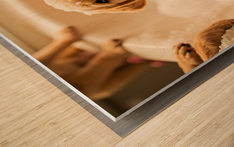 Peaceful Labrador Puppy Enjoying Calm Bath Time Impression sur bois