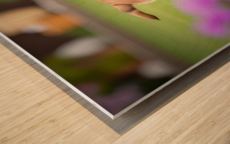 Bulldog Puppy Discovers His Tail Wood print