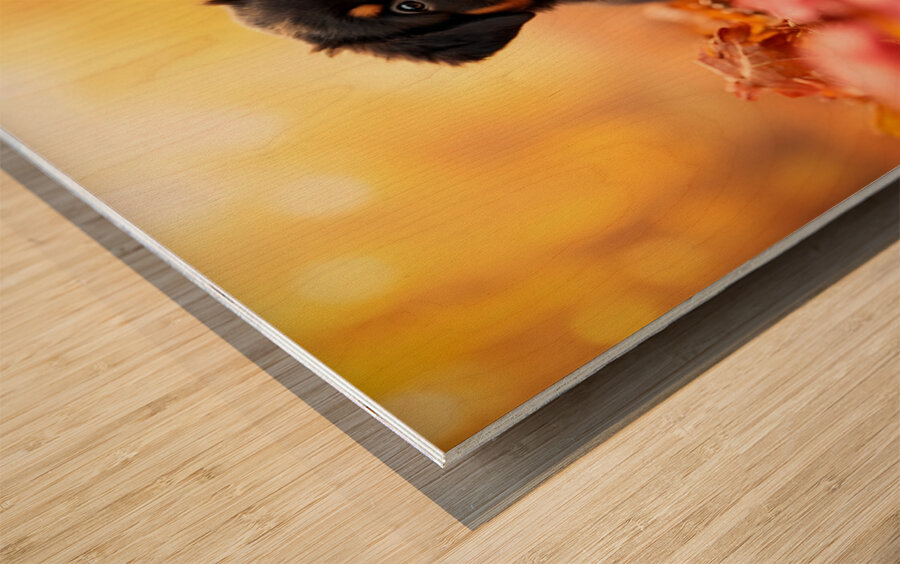 Tired Rottweiler Puppy Rests On Autumn Leaf Bed Wood print