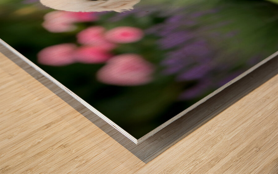 Proud Poodle Puppy Masters Stay Command Impression sur bois