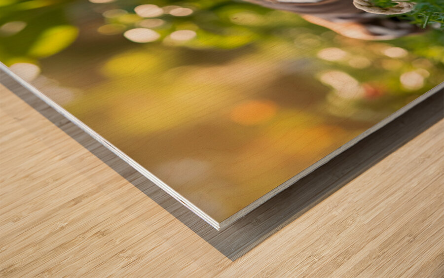 German Shorthaired Pointer Puppies Share Chew Toy Together Wood print