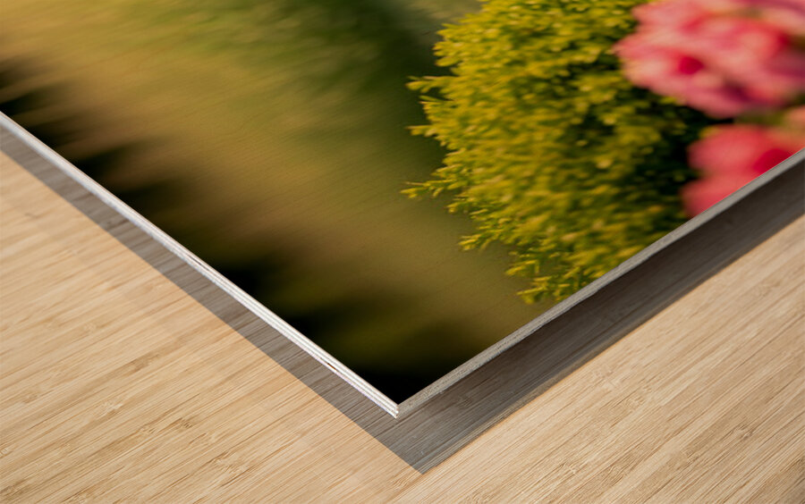 French Bulldog Puppy Discovers A Big Red Hat Impression sur bois