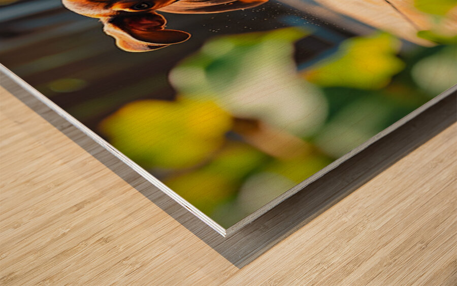 Dachshund Puppys Morning Garden Bounce Wood print