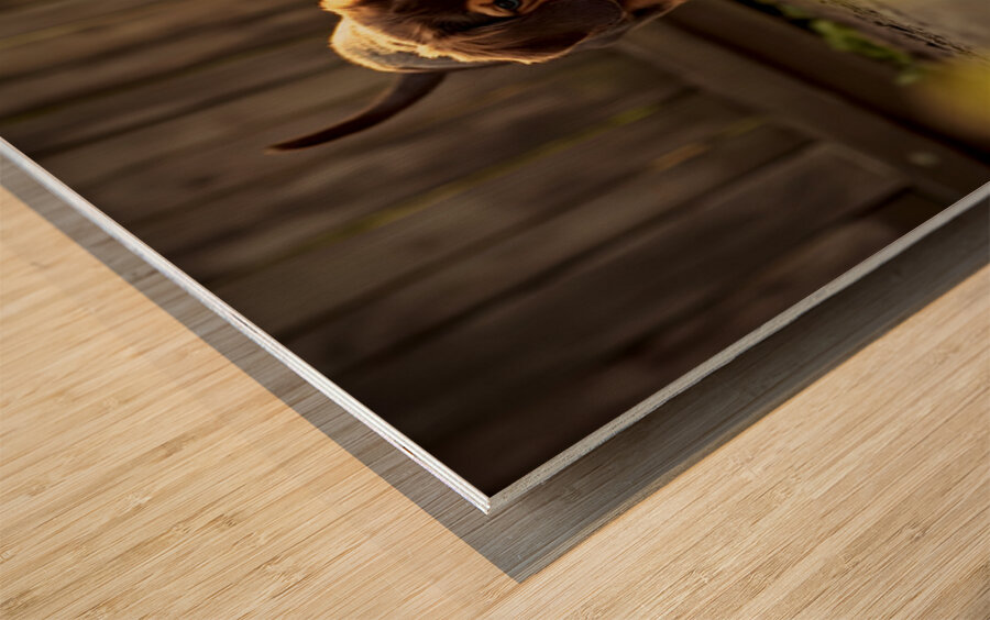 Sleepy Dachshund Puppy Yawns In Garden Wood print