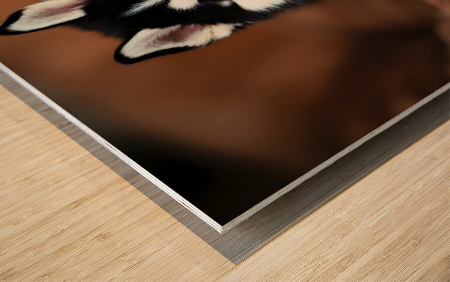 Content Siberian Husky Puppy Relaxes In Comfortable Bed Wood print