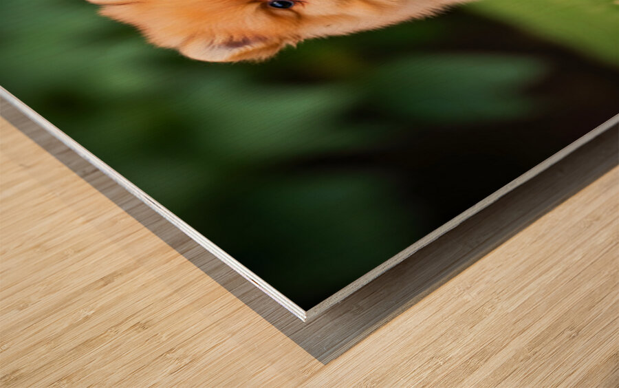 Pomeranian Puppy Sees Extended Hand Wood print