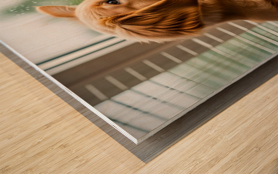 Peaceful Golden Retriever Puppy Rests By Rainy Window Wood print