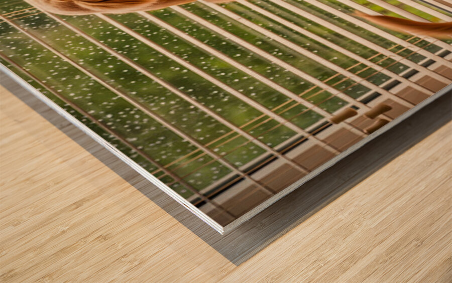 Golden Retriever Puppy Watches Rain Through Window Impression sur bois