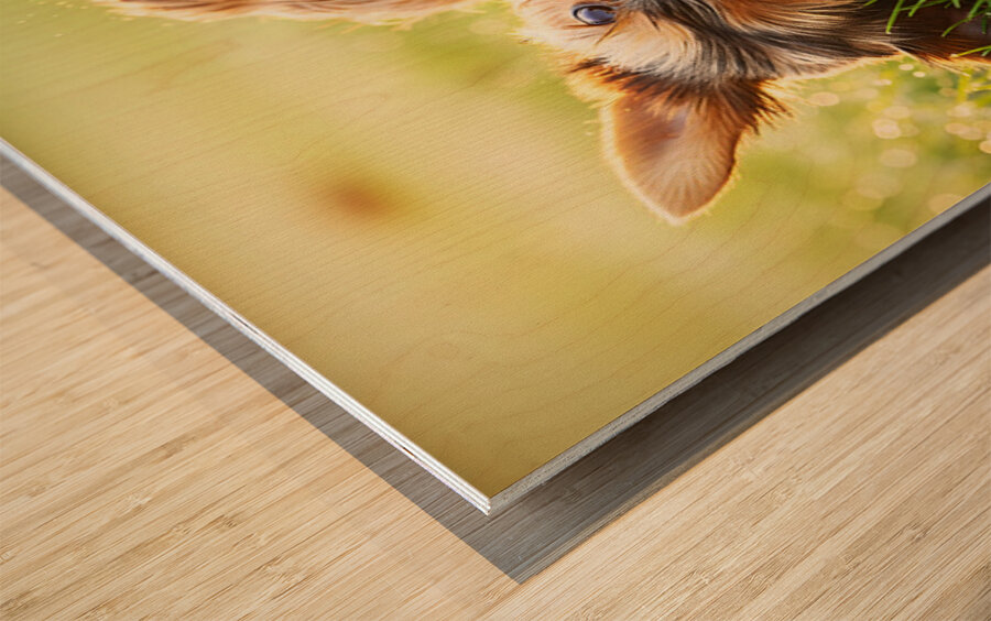 Tired Yorkshire Terrier Heads Home Wood print