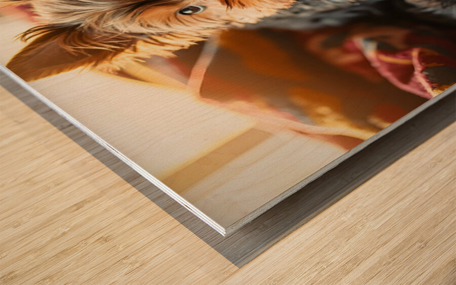 Yorkshire Terrier Puppy Sleeps Peacefully In Blankets Wood print