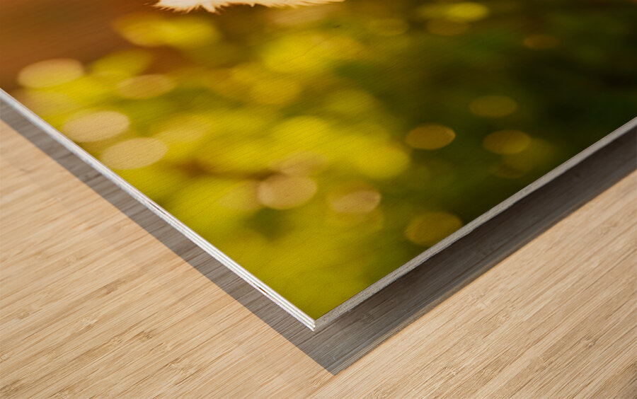 Golden Retriever Puppy Discovers Ice Cream Treat Impression sur bois