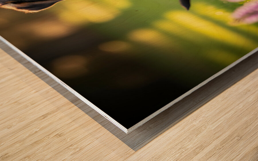 German Shepherd Puppy Returns Pinecone For Another Round Impression sur bois