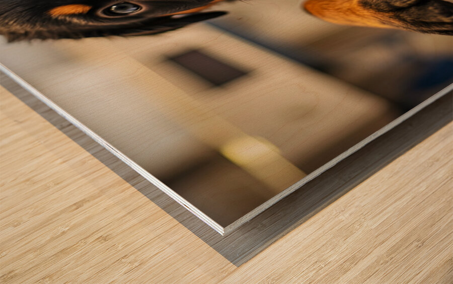 Rottweiler Puppys First Vet Visit Impression sur bois