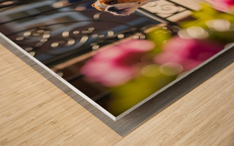 Bulldog Puppy Waits By School Gate Wood print