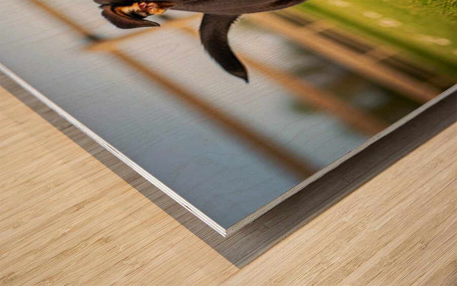 German Shepherd Puppy Watches Pinecone Soar Through Air Wood print