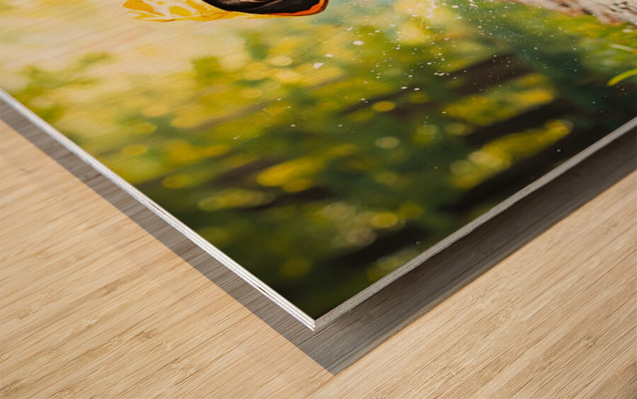 German Shorthaired Pointer Puppy Ready For Rainy Adventure Wood print