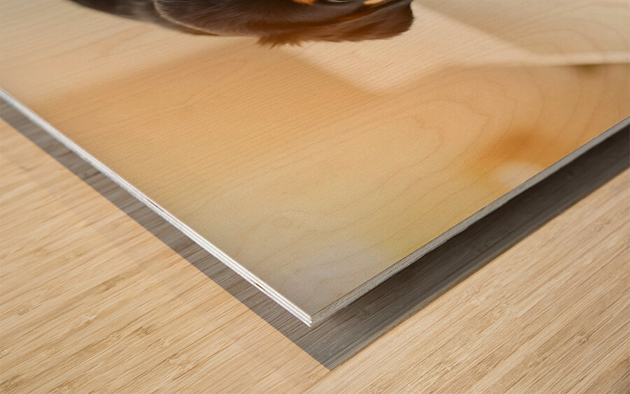 Brave Puppy Completes The Weighing Impression sur bois