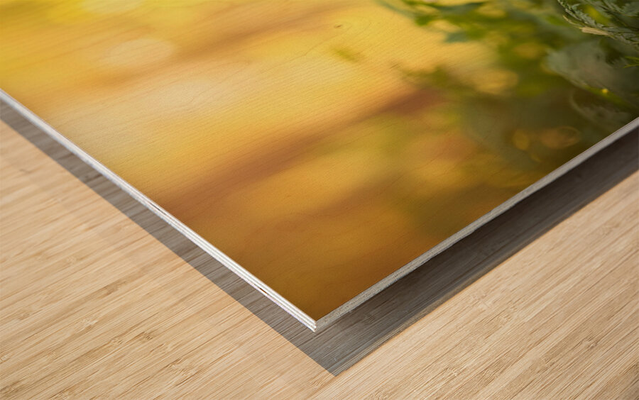 German Shorthaired Pointer Puppy Explores Forest Trail Wood print