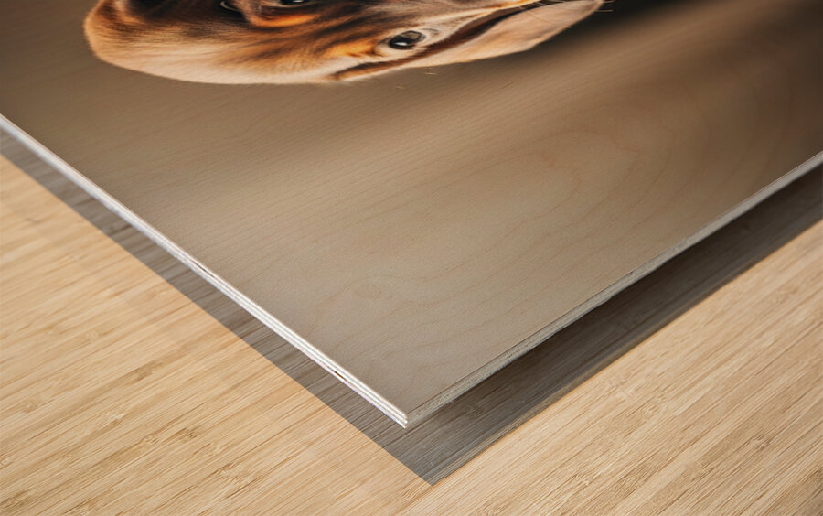 Dachshund Puppy Arrives At The Veterinary Clinic Wood print