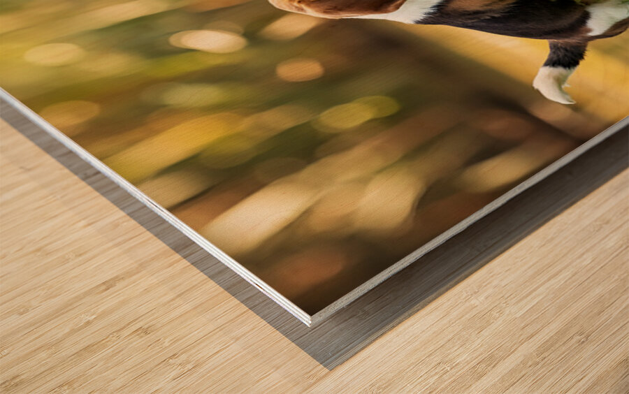 Beagle Puppys Peaceful Moment With Duck Friends Wood print