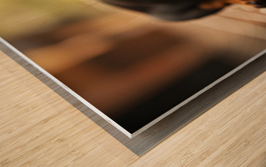 Happy Dachshund Puppy As Storm Clears With Rainbow Impression sur bois