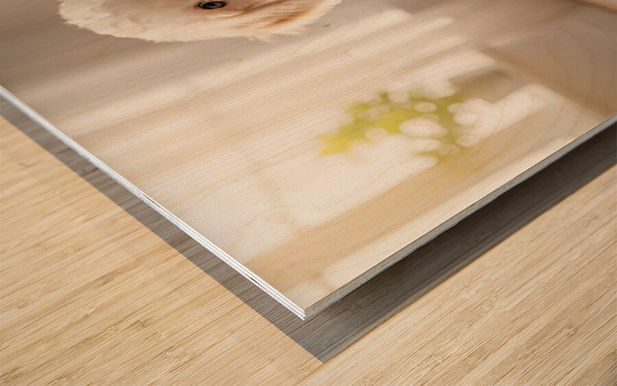 Poodle Puppy Discovers Colorful Paint Containers Wood print