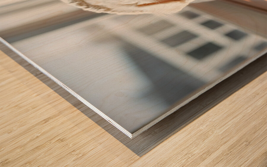 Bichon Frise Puppy Peeking From Sweater Sleeve Impression sur bois