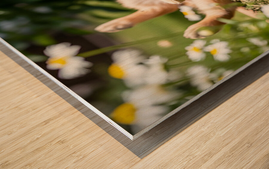 Herby Golden Puppy After Rolling Session Impression sur bois