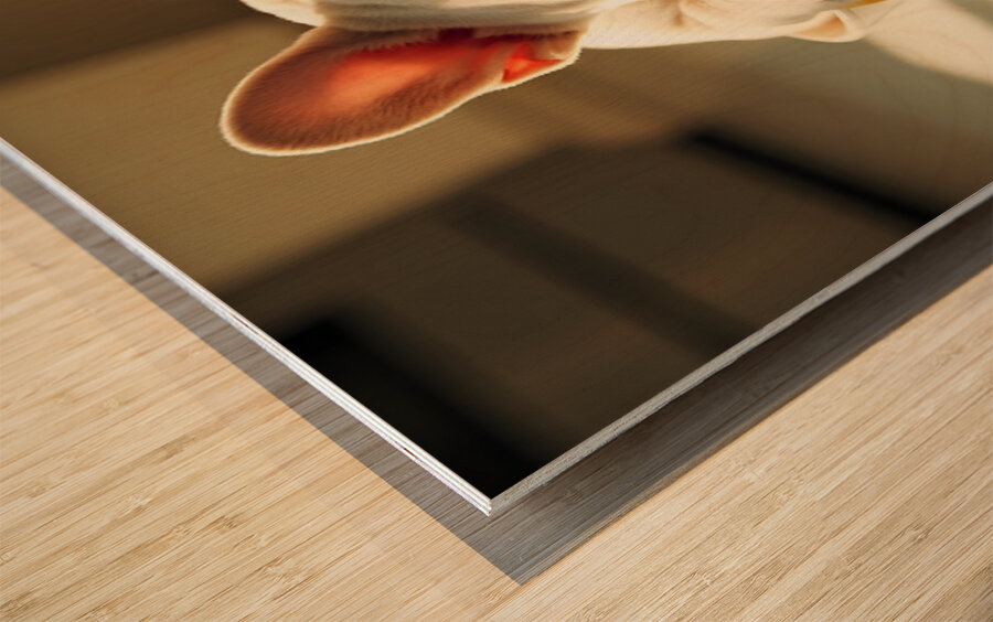 French Bulldog Puppy Discovers Spaghetti Bowl Impression sur bois