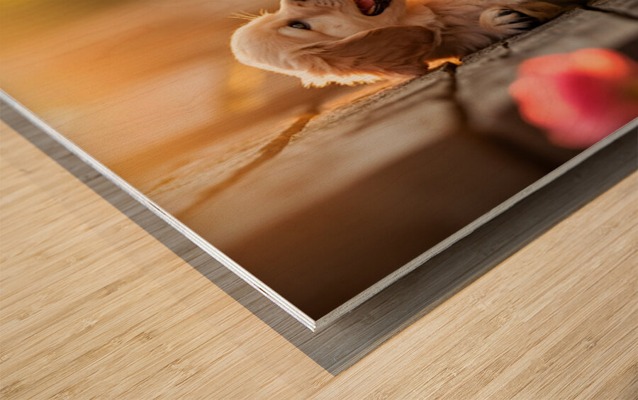 Golden Puppy Happy With New Fence Friend Impression sur bois