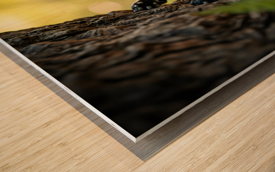 Cane Corso Puppy Spots Squirrel At Tree Base Impression sur bois