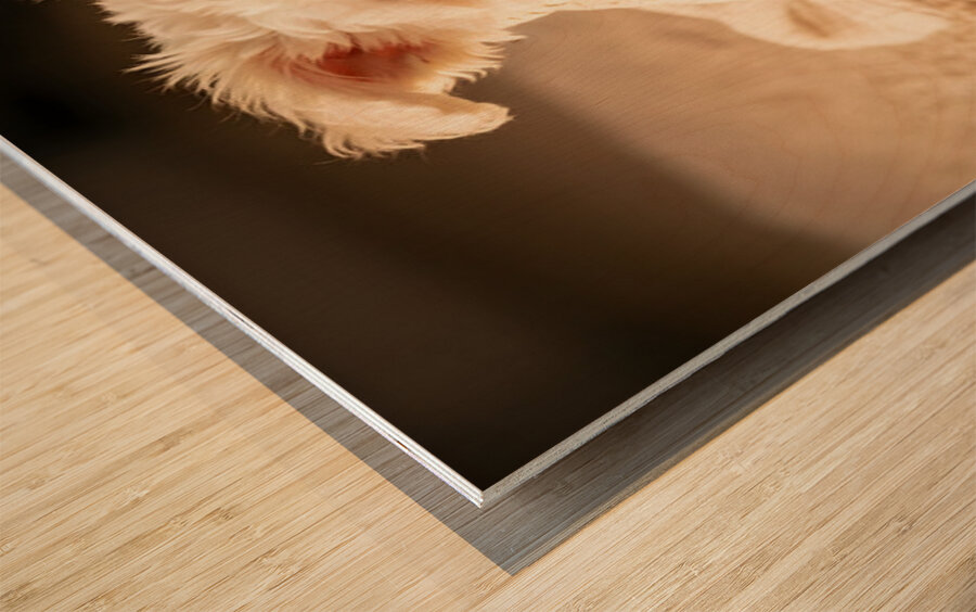 Proud Bichon Frise Puppy Wearing Cozy Sweater Wood print