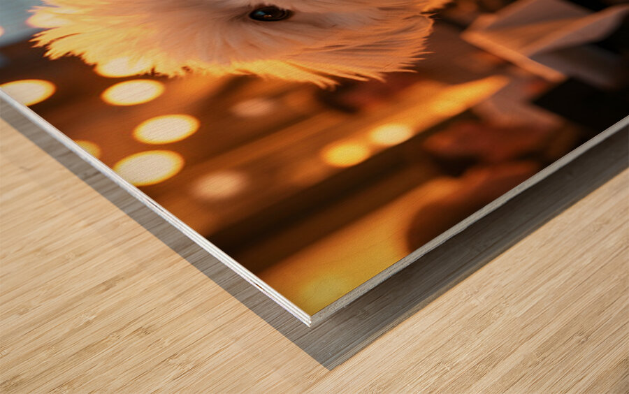 Bichon Frise Puppy Rests After Fun Evening Wood print