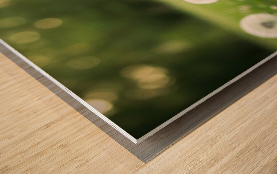 Playful Pomeranian Puppy Finds New Fun Around The Tree Wood print