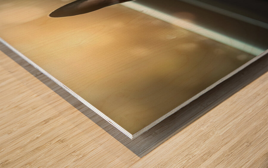 Boston Terrier Puppy Sees Sunshine After The Rain Impression sur bois